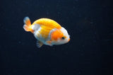 Juvenile Ranchu  Red White 2.5 Inch (ID#404R9b-49) Free2Day SHIPPING