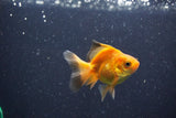 2Pack Thai Oranda   2 Inch (ID#1101ToPTD-8) Free2Day SHIPPING