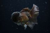 Thai Oranda  Chocolate 5 Inch (ID#228T5c-86) Free2Day SHIPPING