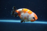 Juvenile Ranchu  Calico 3.5 Inch (ID#1213R9b-59) Free2Day SHIPPING