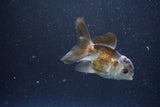 2Pack Thai Oranda   2 Inch (ID#1101ToPTD-8) Free2Day SHIPPING