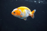 Juvenile Ranchu  Red White 2.5 Inch (ID#404R9b-49) Free2Day SHIPPING
