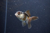 2Pack Thai Oranda   2 Inch (ID#1101ToPTD-8) Free2Day SHIPPING