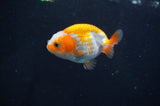 Juvenile Ranchu  Red White 2.5 Inch (ID#404R9b-49) Free2Day SHIPPING