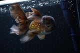 Thai Oranda  Chocolate 5 Inch (ID#228T5c-86) Free2Day SHIPPING