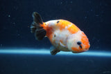 Juvenile Ranchu  Calico 3.5 Inch (ID#1213R9b-59) Free2Day SHIPPING