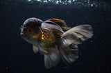 Thai Oranda  Chocolate 5 Inch (ID#228T5c-86) Free2Day SHIPPING