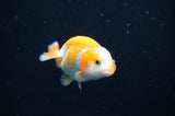Juvenile Ranchu  Red White 2.5 Inch (ID#404R9b-49) Free2Day SHIPPING