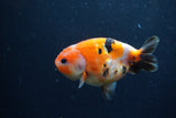 Juvenile Ranchu  Calico 3.5 Inch (ID#1213R9b-59) Free2Day SHIPPING