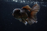 Thai Oranda  Chocolate 5 Inch (ID#228T5c-86) Free2Day SHIPPING