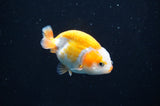 Juvenile Ranchu  Red White 2.5 Inch (ID#404R9b-49) Free2Day SHIPPING