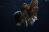 Thai Oranda  Chocolate 5 Inch (ID#228T5c-86) Free2Day SHIPPING