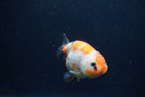 Juvenile Ranchu  Calico 3.5 Inch (ID#1213R9b-59) Free2Day SHIPPING