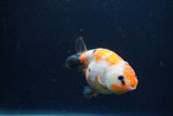 Juvenile Ranchu  Calico 3.5 Inch (ID#1213R9b-59) Free2Day SHIPPING