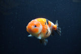 Juvenile Ranchu  Calico 3.5 Inch (ID#1213R9b-59) Free2Day SHIPPING