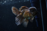 Thai Oranda  Chocolate 5 Inch (ID#228T5c-86) Free2Day SHIPPING