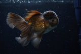 Thai Oranda  Chocolate 5 Inch (ID#228T5c-86) Free2Day SHIPPING