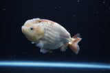 Ranchu  Lavender 4 Inch (ID#214R8c-53) Free2Day SHIPPING