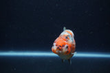 Juvenile Ranchu  Calico 3.5 Inch (ID#1213R9b-60) Free2Day SHIPPING