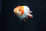 Juvenile Ranchu  Red White 3 Inch (ID#404R9b-50) Free2Day SHIPPING