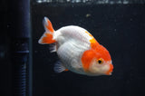 Juvenile Ranchu  Red White 3 Inch (ID#404R9b-50) Free2Day SHIPPING