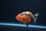 Juvenile Ranchu  Calico 3.5 Inch (ID#1213R9b-60) Free2Day SHIPPING