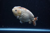 Ranchu  Lavender 4 Inch (ID#214R8c-53) Free2Day SHIPPING