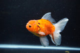 Thai Oranda  Calico 4.5 Inch (ID#1203To5b-97) Free2Day SHIPPING