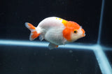 Juvenile Ranchu  Red White 3 Inch (ID#404R9b-50) Free2Day SHIPPING