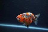 Juvenile Ranchu  Calico 3.5 Inch (ID#1213R9b-60) Free2Day SHIPPING