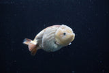 Ranchu  Lavender 4 Inch (ID#214R8c-53) Free2Day SHIPPING