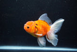 Thai Oranda  Calico 4.5 Inch (ID#1203To5b-97) Free2Day SHIPPING