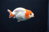 Juvenile Ranchu  Red White 3 Inch (ID#404R9b-50) Free2Day SHIPPING