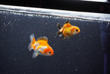 2Pack Thai Oranda   2 Inch (ID#1101ToPTD-10) Free2Day SHIPPING