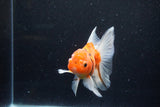 Thai Oranda  Calico 4.5 Inch (ID#1203To5b-97) Free2Day SHIPPING