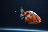 Juvenile Ranchu  Calico 3.5 Inch (ID#1213R9b-60) Free2Day SHIPPING