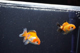 2Pack Thai Oranda   2 Inch (ID#1101ToPTD-10) Free2Day SHIPPING