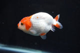 Juvenile Ranchu  Red White 3 Inch (ID#404R9b-50) Free2Day SHIPPING