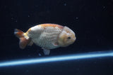 Ranchu  Lavender 4 Inch (ID#214R8c-53) Free2Day SHIPPING