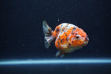 Juvenile Ranchu  Calico 3.5 Inch (ID#1213R9b-60) Free2Day SHIPPING