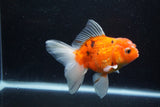 Thai Oranda  Calico 4.5 Inch (ID#1203To5b-97) Free2Day SHIPPING