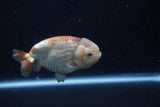 Ranchu  Lavender 4 Inch (ID#214R8c-53) Free2Day SHIPPING