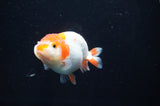 Juvenile Ranchu  Red White 3 Inch (ID#404R9b-50) Free2Day SHIPPING