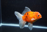 Thai Oranda  Calico 4.5 Inch (ID#1203To5b-97) Free2Day SHIPPING