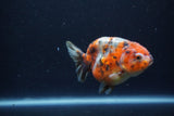 Juvenile Ranchu  Calico 3.5 Inch (ID#1213R9b-60) Free2Day SHIPPING