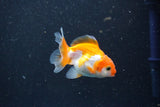 2Pack Thai Oranda   2 Inch (ID#1101ToPTD-10) Free2Day SHIPPING