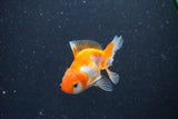 2Pack Thai Oranda   2 Inch (ID#1101ToPTD-10) Free2Day SHIPPING