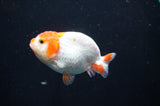 Juvenile Ranchu  Red White 3 Inch (ID#404R9b-50) Free2Day SHIPPING