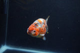 Juvenile Ranchu  Calico 3.5 Inch (ID#1213R9b-60) Free2Day SHIPPING