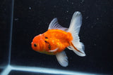 Thai Oranda  Calico 4.5 Inch (ID#1203To5b-97) Free2Day SHIPPING